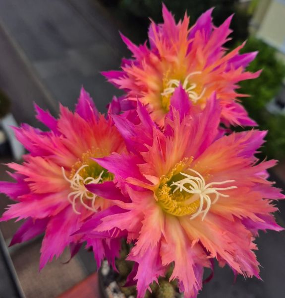 Echinopsis cv. SUPER WINDIGO (US67)